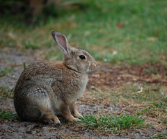 La población de conejo en Doñana bajo mínimos